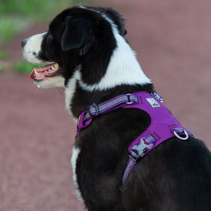True Love Lightweight Reflective Harness - Purple, 2XS-4